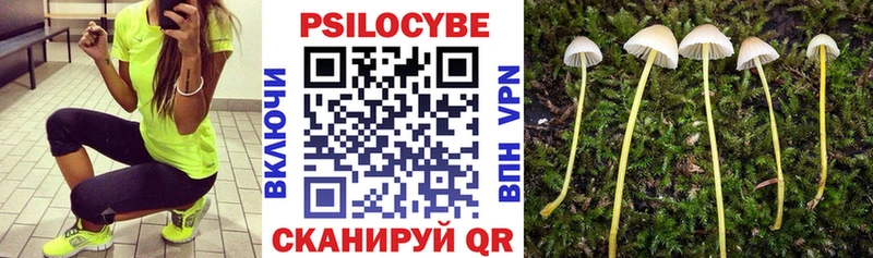 цены   Плёс  Псилоцибиновые грибы Psilocybine cubensis 